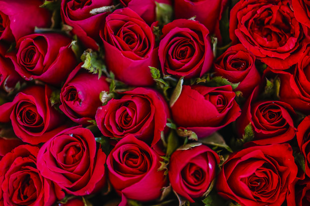 Przycinanie róż – kiedy, jak i dlaczego? Kompletny poradnik