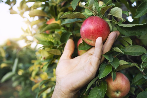 Cięcie jabłoni – jak i kiedy przycinać jabłonie? Poradnik krok po kroku