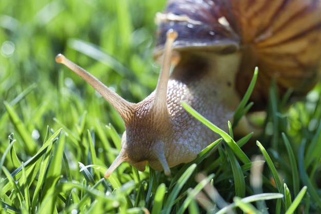Ślimaki w ogrodzie – jak się ich pozbyć? 13 najlepszych sposobów zwalczania ślimaków