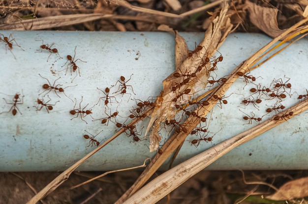 Mrówki w domu – jak się ich pozbyć? 11 domowych i sprawdzonych sposobów