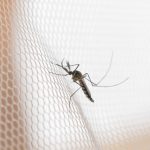 moskitiera na komary