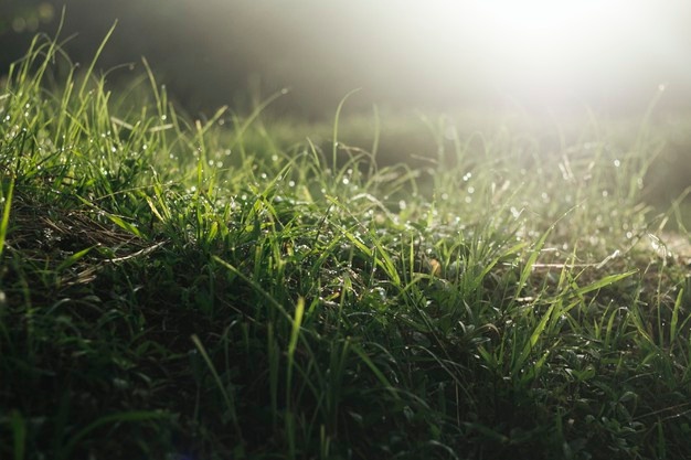 Choroby trawnika – jak je rozpoznać i z nimi walczyć?
