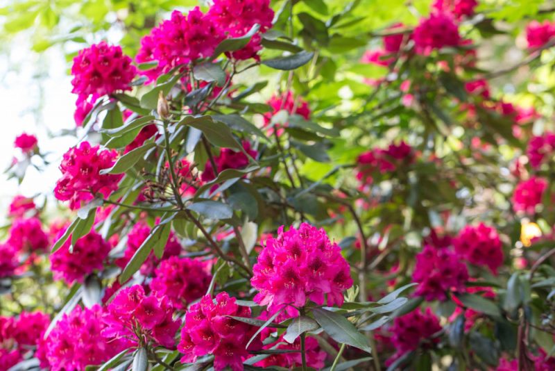 krzak rododendronow