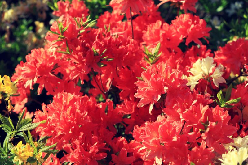czerwone rododendrony