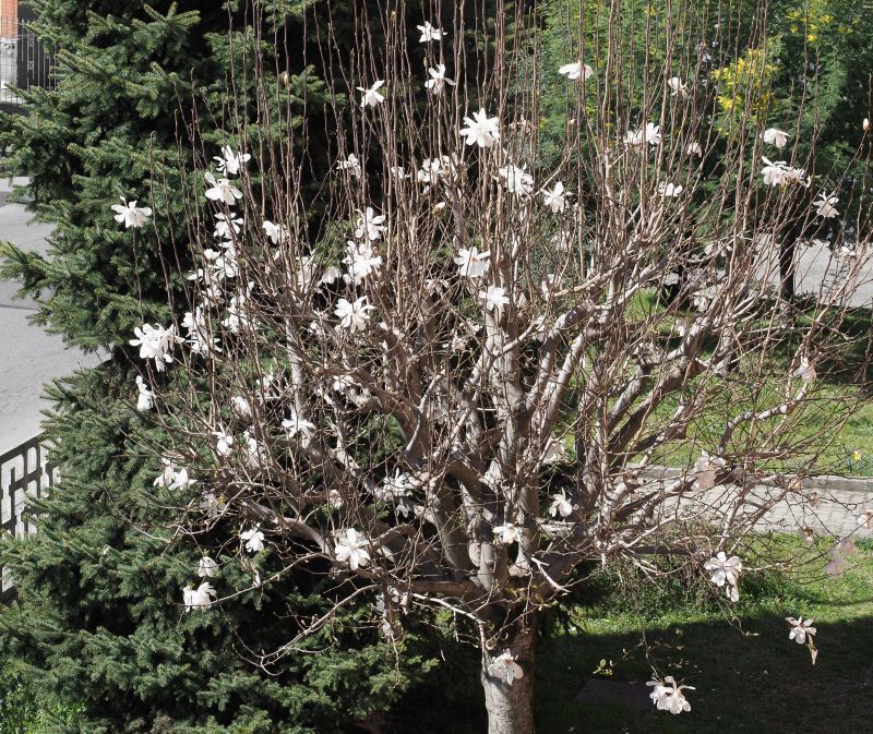 drzewo magnolii