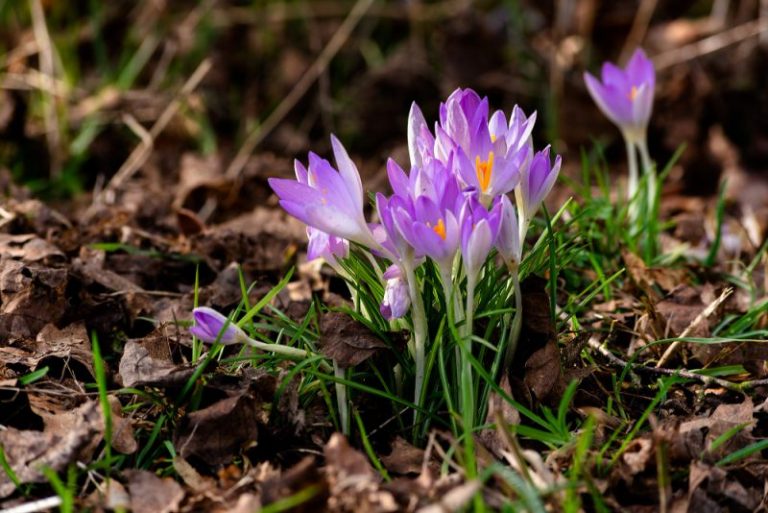 fioletowe krokusy posadzone w ziemii