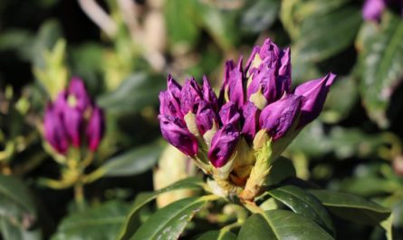 fioletowe rododendrony