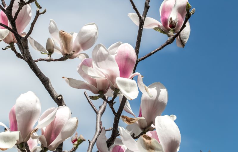 kwitnaca magnolia