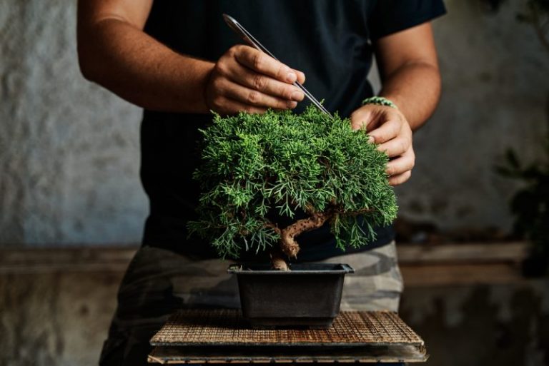 przycinanie drzewka bonsai