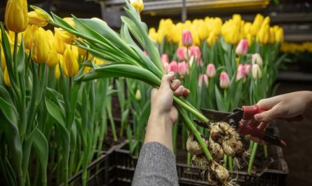 przycinanie tulipanow