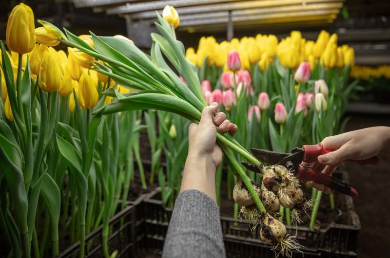 Kiedy i jak sadzić tulipany? Kompleksowy poradnik