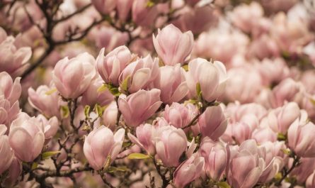 rozowe magnolie