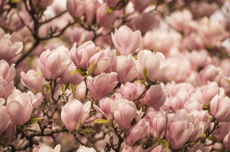 Przycinanie magnolii – jak i kiedy to robić? Praktyczny poradnik