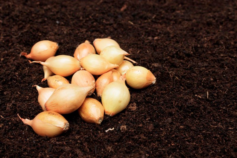 sadzenie cebuli