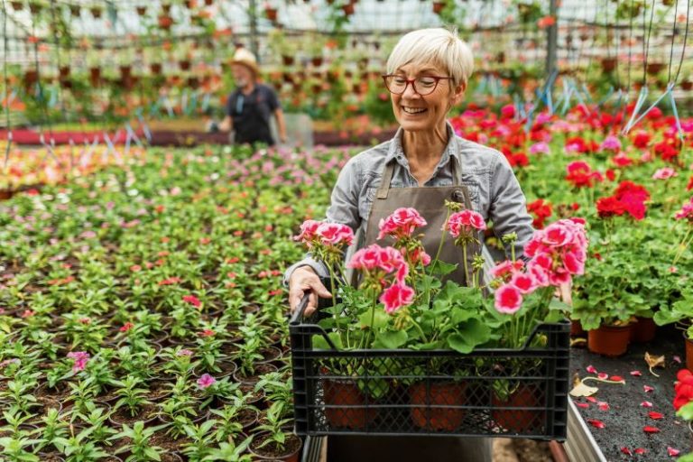 kobieta sadzi pelargonie