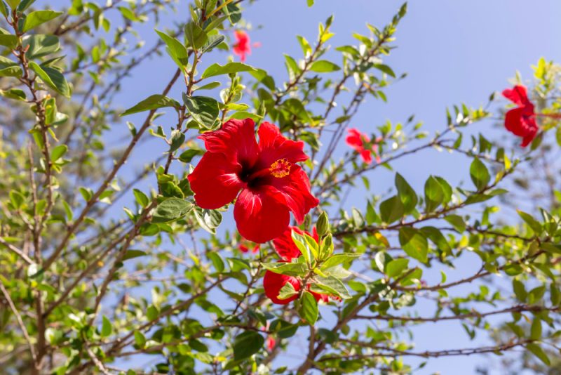 czerwone kwiaty hibiskusa
