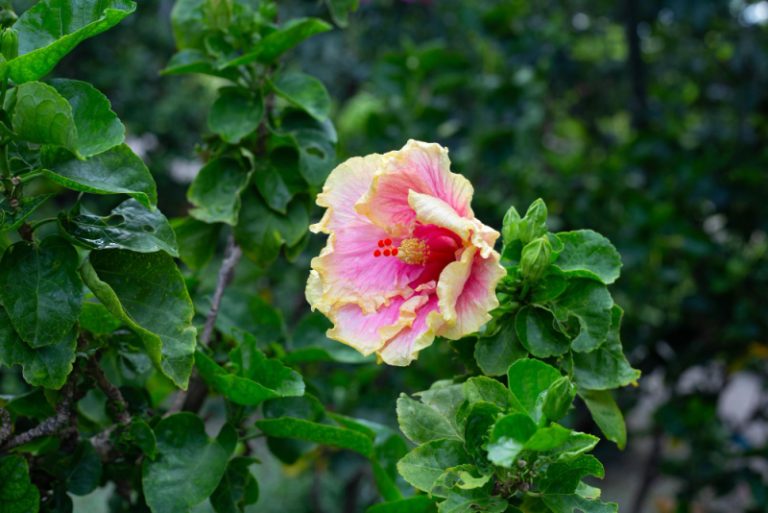 piekny kwiat hibiskusa