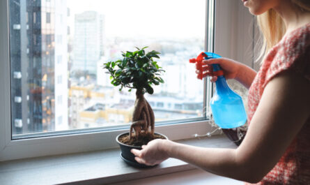 drzewko bonsai