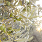 drzewko oliwne