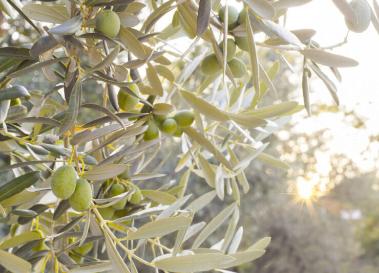 drzewko oliwne