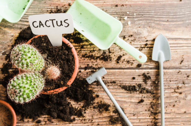 Jaka ziemia do kaktusów i sukulentów jest odpowiednia? Podłoże ma znaczenie