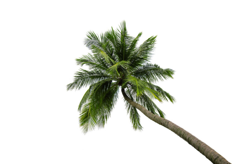 Jaka ziemia do palmy jest odpowiednia? Praktyczny poradnik