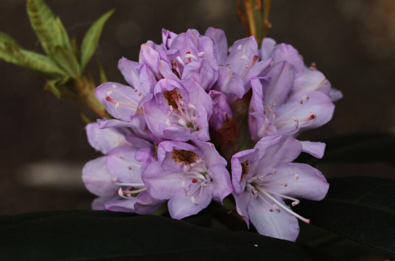 Jaka ziemia do rododendronów jest odpowiednia? Praktyczne porady