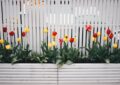 tulipany