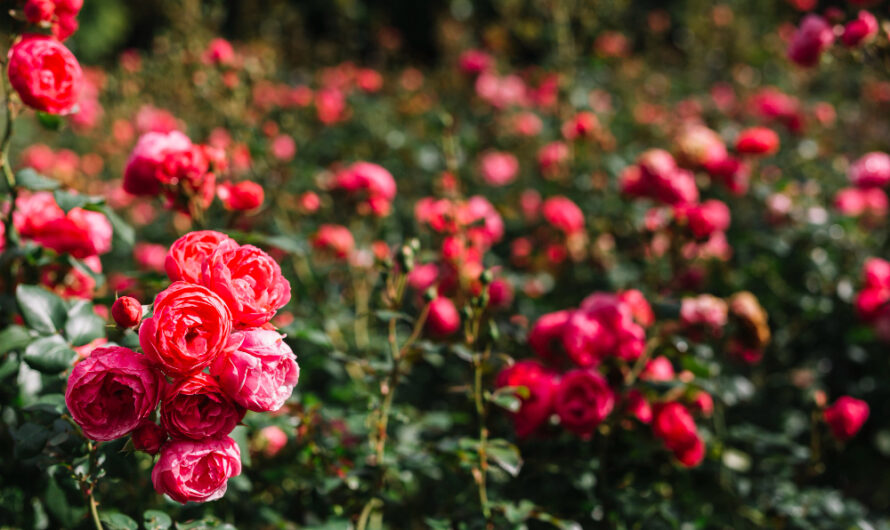 Róże wielkokwiatowe – Kwieciste arystokratki ogrodowe