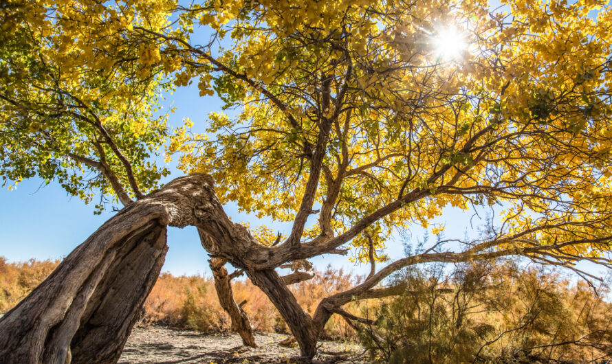 Wierzba mandżurska – urok i wszechstronność tego pięknego drzewa