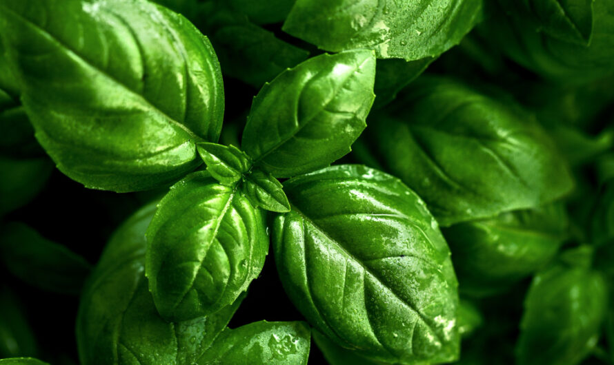 Uprawa i pielęgnacja bazylii – niezwykle aromatycznej rośliny