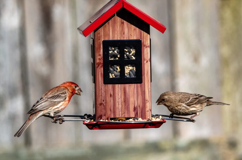 Jak własnoręcznie zbudować karmnik dla ptaków?