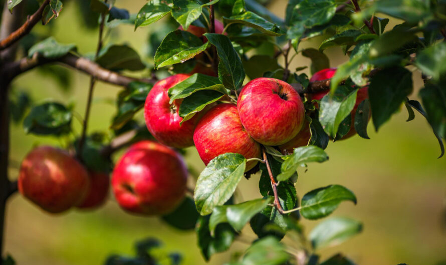 Ogród pełen rajskich jabłoni – Porady dotyczące sadzenia, pielęgnacji i wybierania odmian
