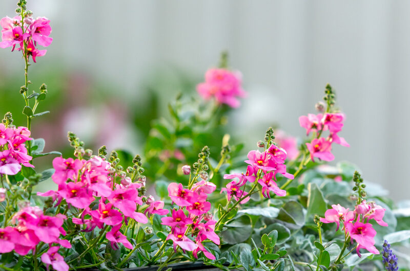 Różnorodność różowych kwiatów w ogrodzie – wybierz swoje ulubione!