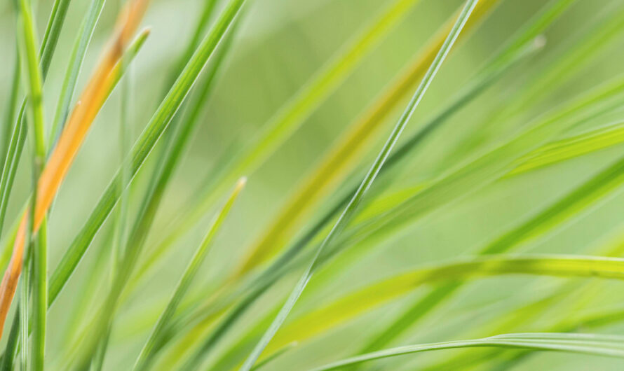 Trawa cytrynowa – roślina o niezwykłych właściwościach