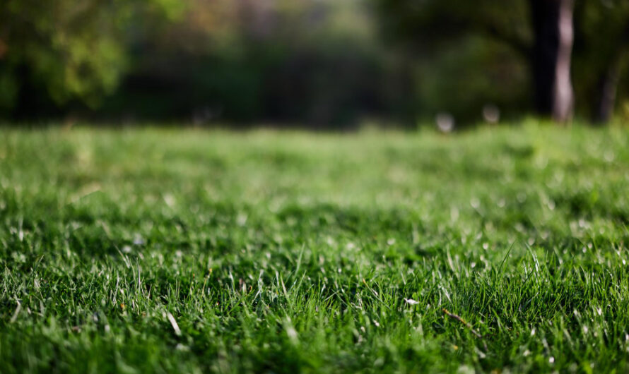 Trawy ozdobne do ogrodu – z czym je łączyć? Kompozycje