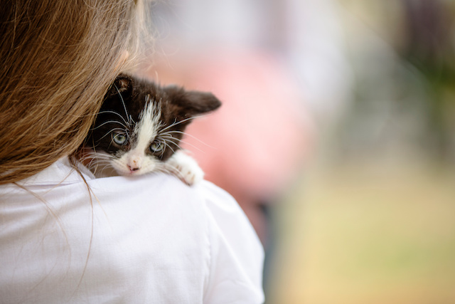 Mały kotek na ramionach właścicielki