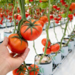 Nawożenie pomidorów w doniczce – czym i kiedy to robić?