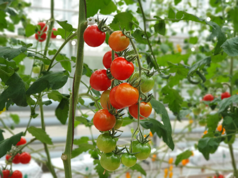 pomidory pod folią