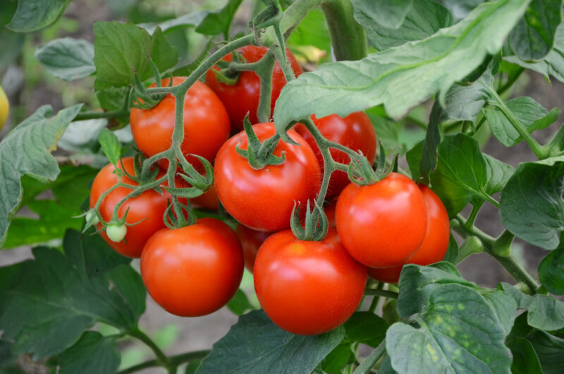 nawożenie pomidorów pod folią
