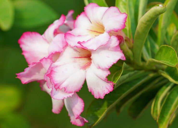 rododendron