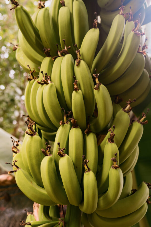 banany na drzewie