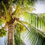Chipsy kokosowe - do jakich roślin ją stosować?