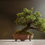 Drzewko bonsai przed domem – jak zrobić i pielęgnować?