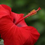 Hibiskus – jak o niego dbać i pielęgnować?