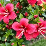 Kwitnący hibiskus ogrodowy w pełnym rozkwicie po prawidłowym przycinaniu