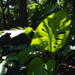 Monstera rosnąca w naturalnym środowisku w lesie tropikalnym