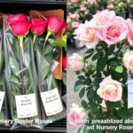Porównanie róż z marketu i ze szkółki - jak sadzić róże z marketu