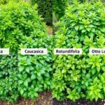 Porównanie różnych odmian laurowiśni (Prunus laurocerasus) rosnących w ogrodzie pokazujące różnice w pokroju i ulistnieniu