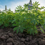 Jaką zaprawę do łubinu wybrać, aby chronić nasiona i roślinę?